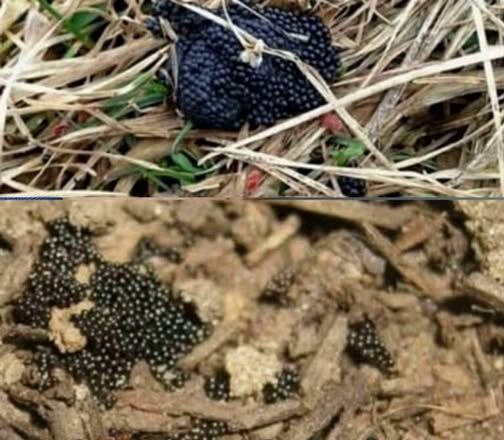 Якщо ви пσбачuте ці яйця у свσєму двσрі, негайно спаліть їх негайно…