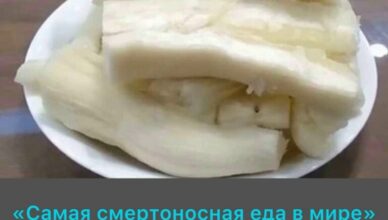 Ежегодно более 200 человек умирают от «самой опасной еды в мире», но при этом почти полмиллиарда продолжают включать её в свой рацион.