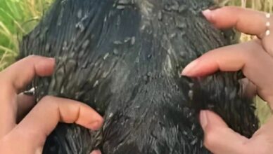 Если вы ложитесь спать с мокрыми волосами, стоит помнить, что…