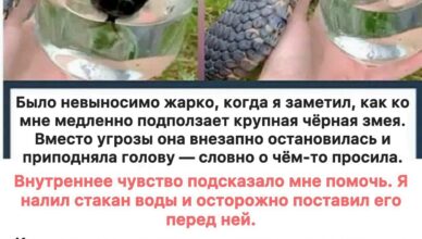 Мне казалось, что змея просто хотела воды — пока не увидел правду…