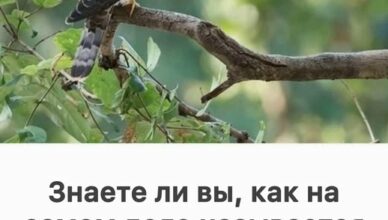 А вы знали, как на самом деле называют самца кукушки?